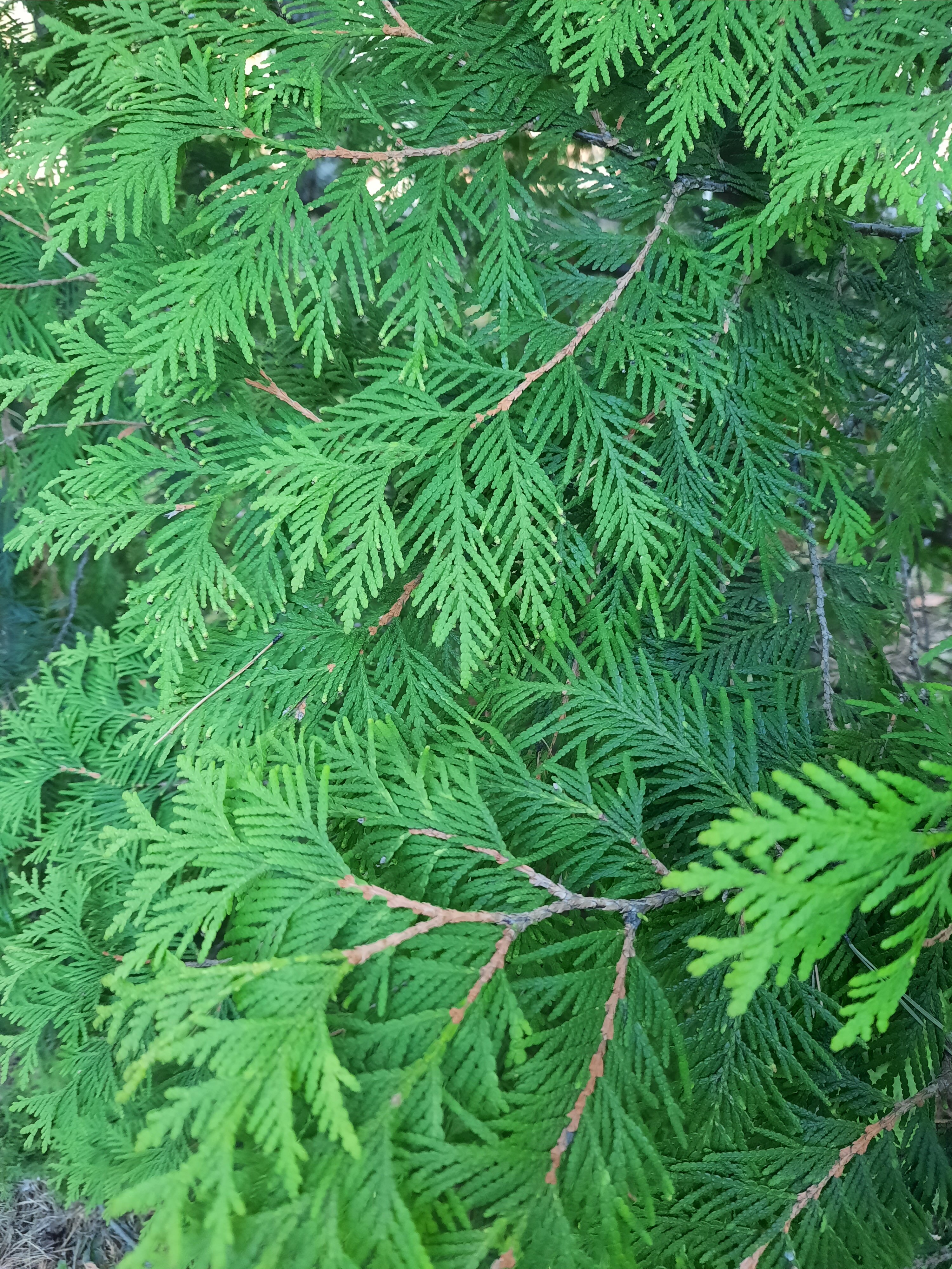 Фото Классика