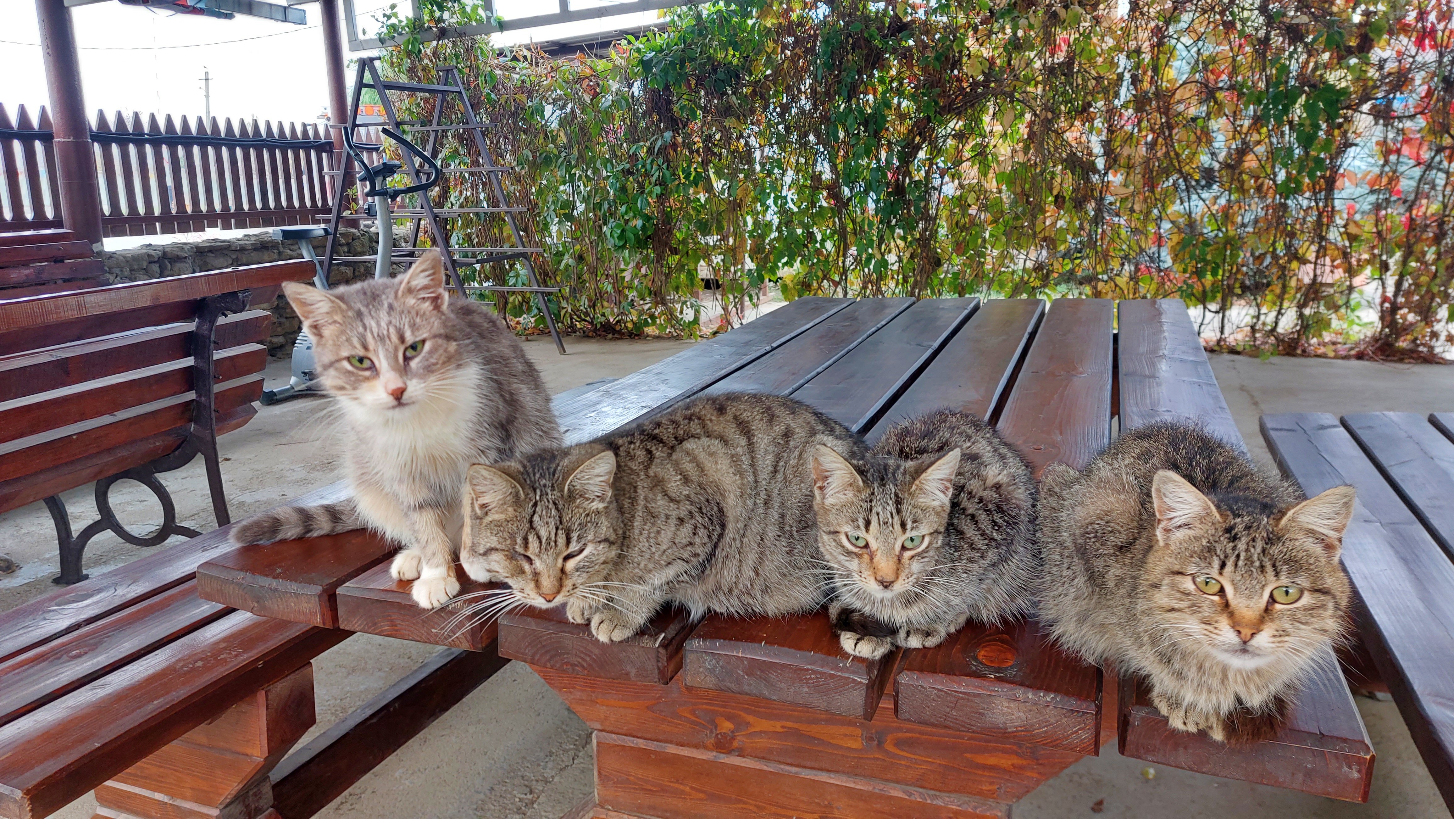 Фото Курени