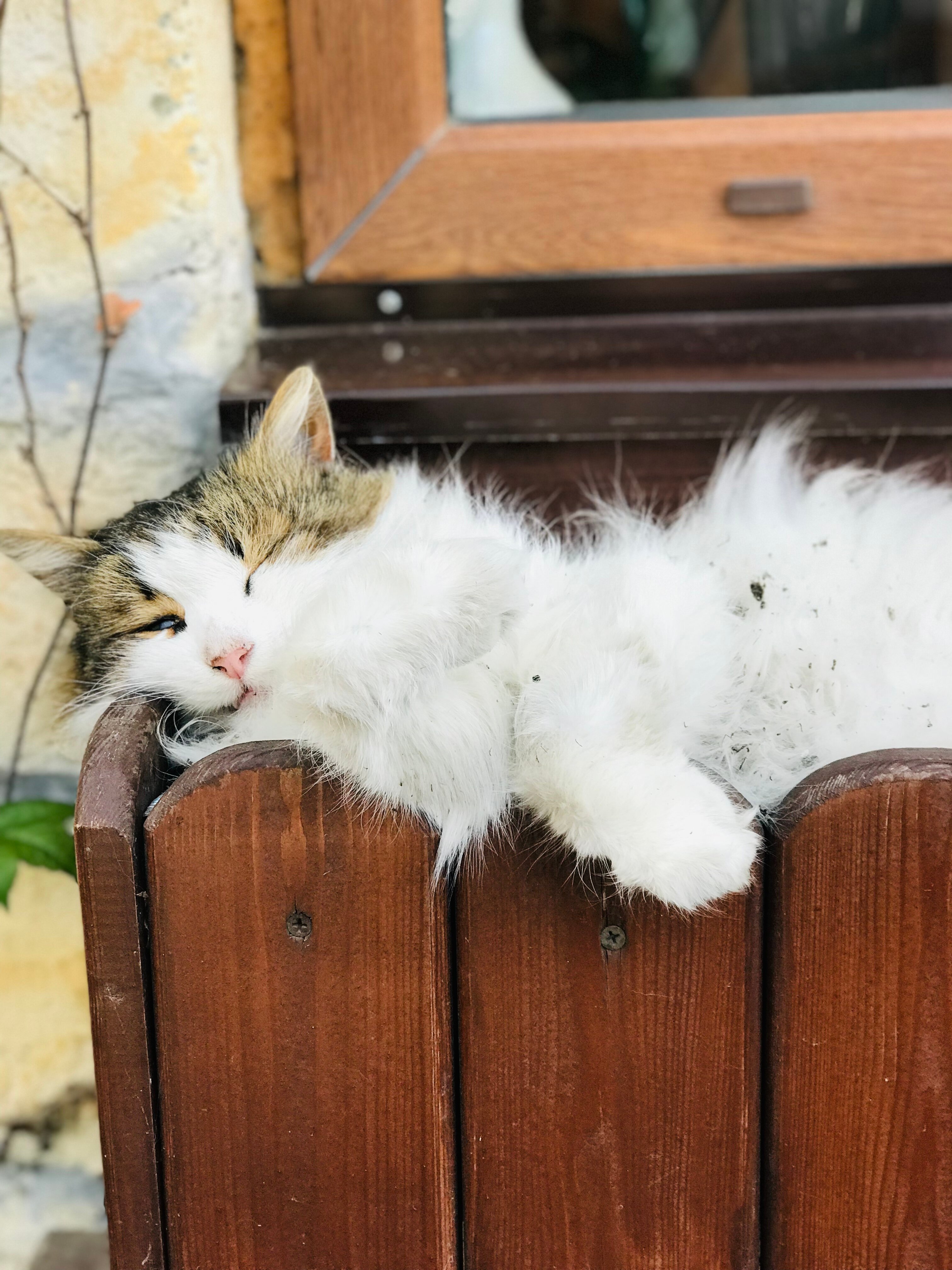 Фото Казачок