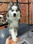 Zefir (Gorkogo Street, 1), pet salon