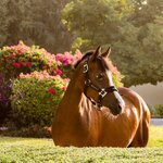 The Royal Stables (Sheikh Rashid Bin Saeed Street, 62), horse riding