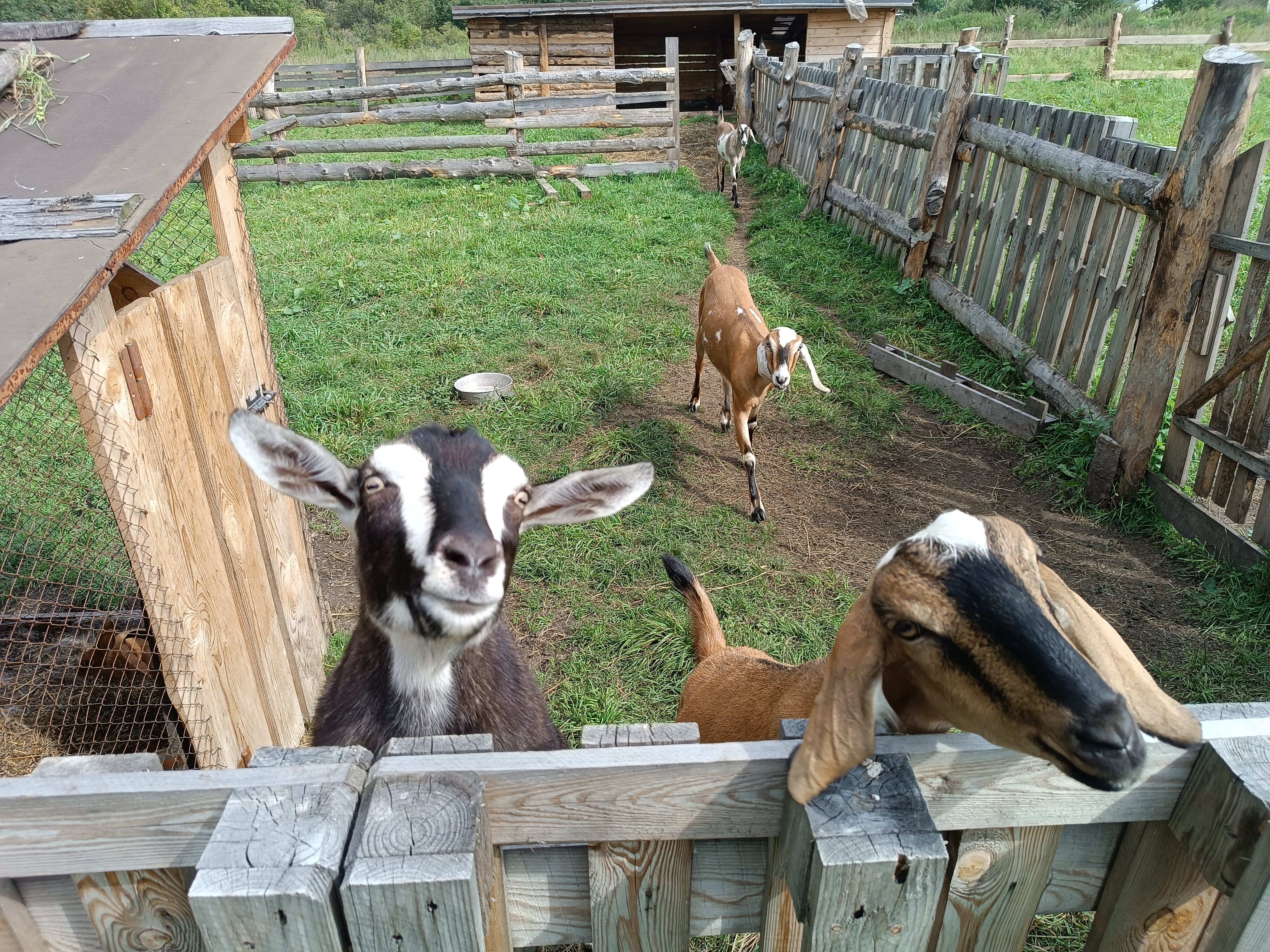Фото Глэмпинг Стрекоза