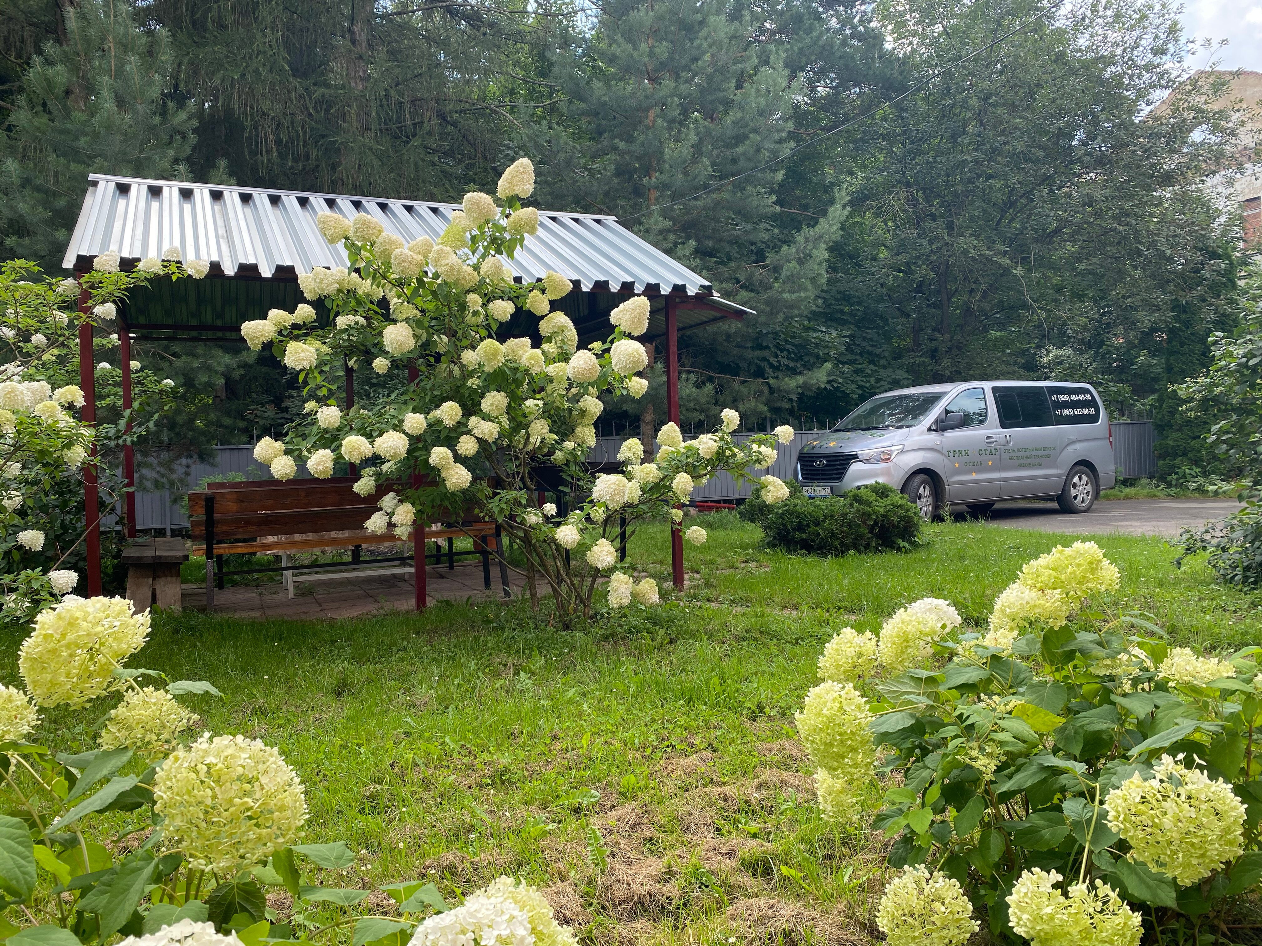 Фото Грин Стар