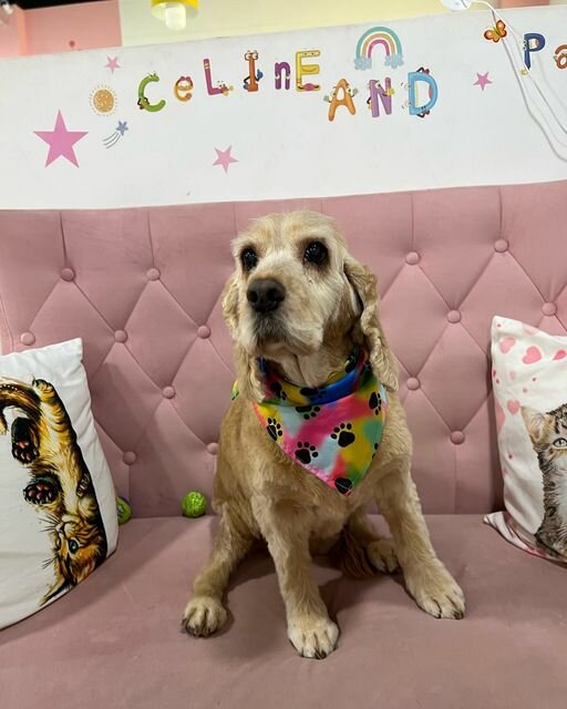 Celine & Paws, pet salon, Jumeirah Bay X3, JLT Cluster X, Jumeirah Lakes Towers, Al Thanyah 5