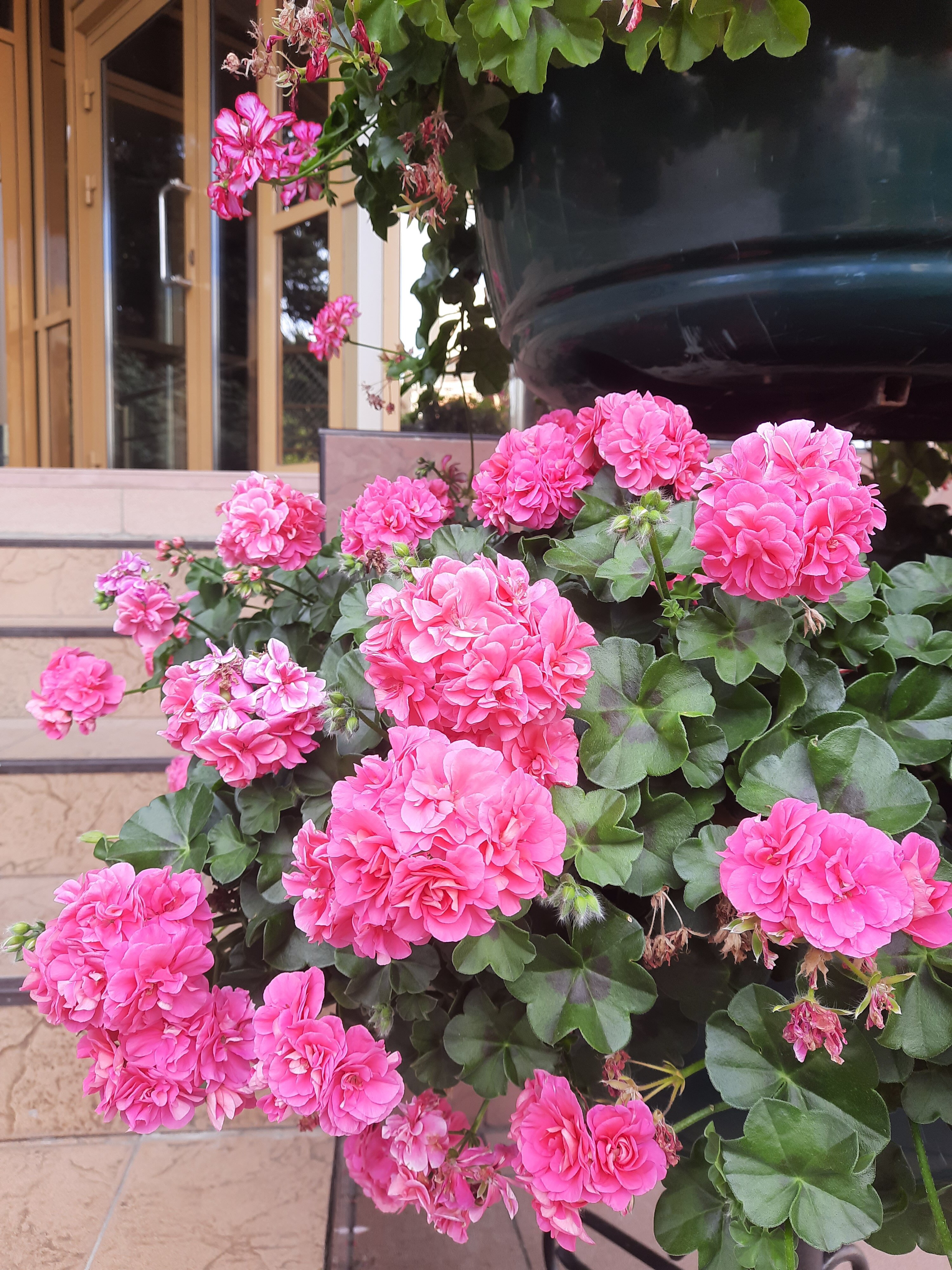 Фото Жемчужина