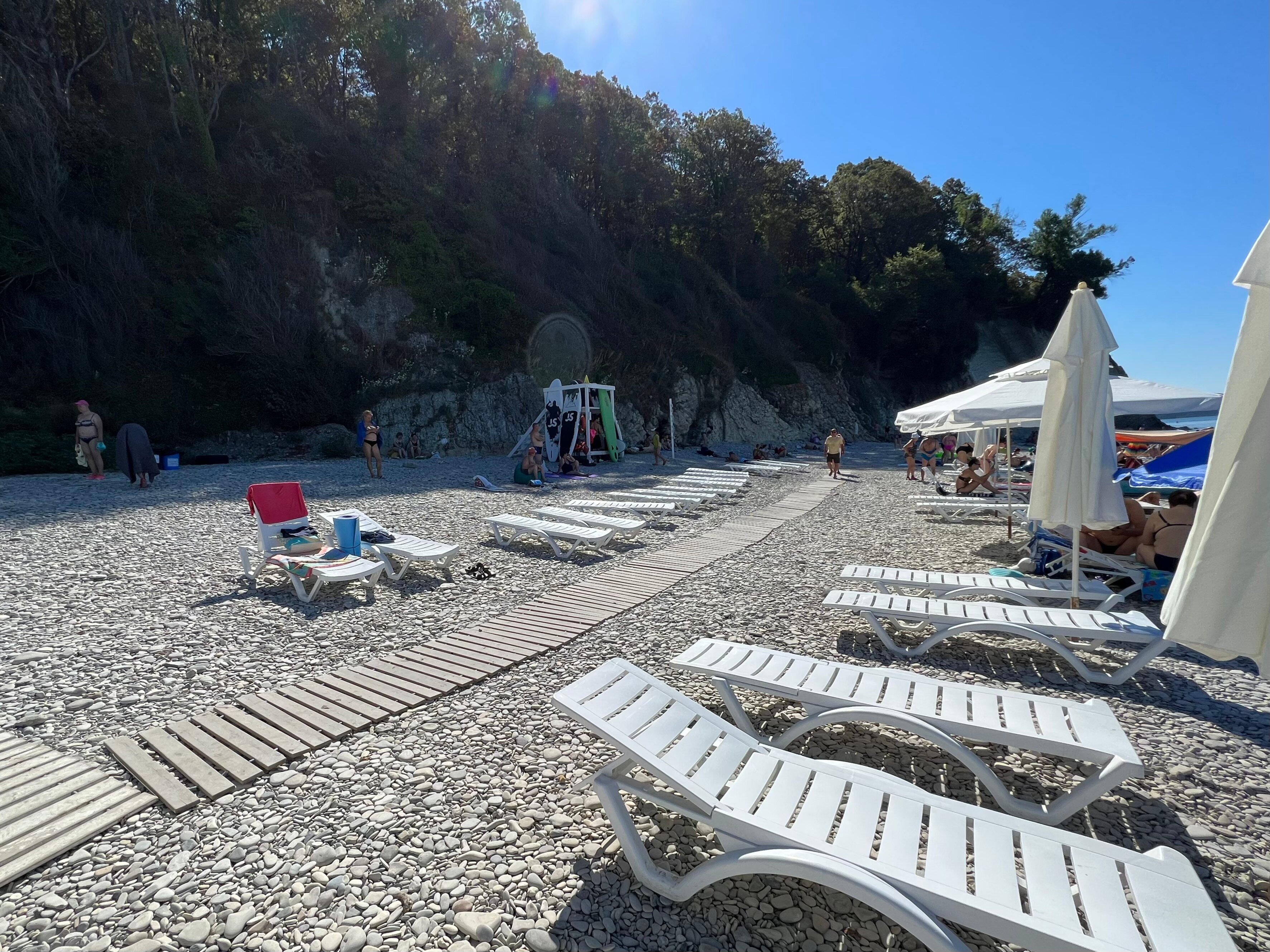 Фото Ежевика