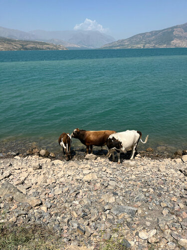 Dostingizning xotini pornosini tomosha qiling