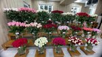 Мир Цветов (ул. Шурухина, 26, Волгоград), магазин цветов в Волгограде