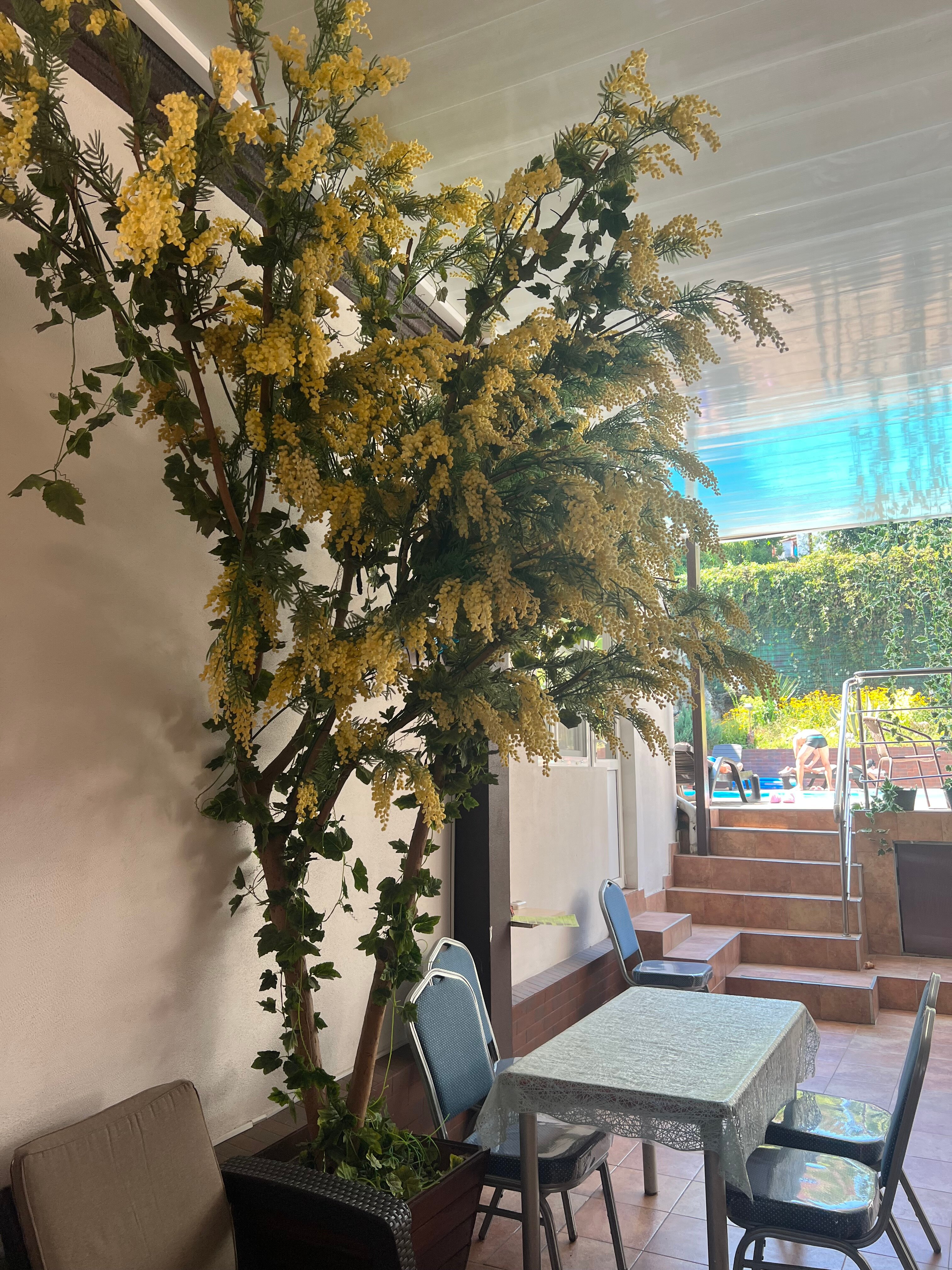 Фото Азалия Мимоза