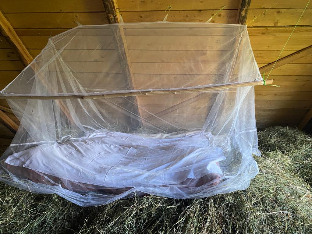 Фото Морошка