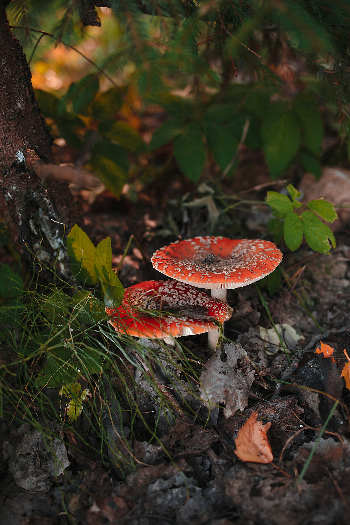 Фото Вежи Волжские