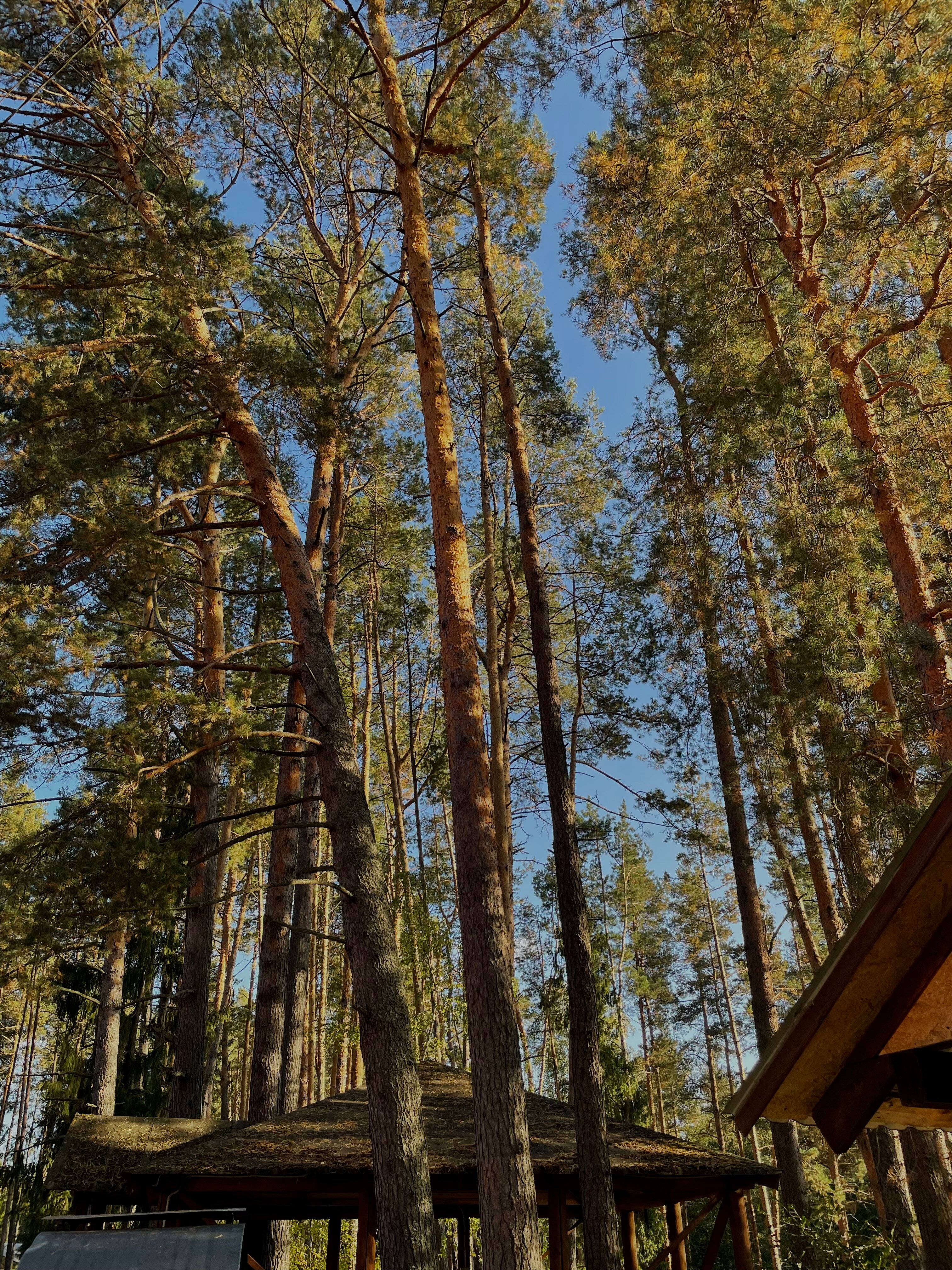 Фото Спутник