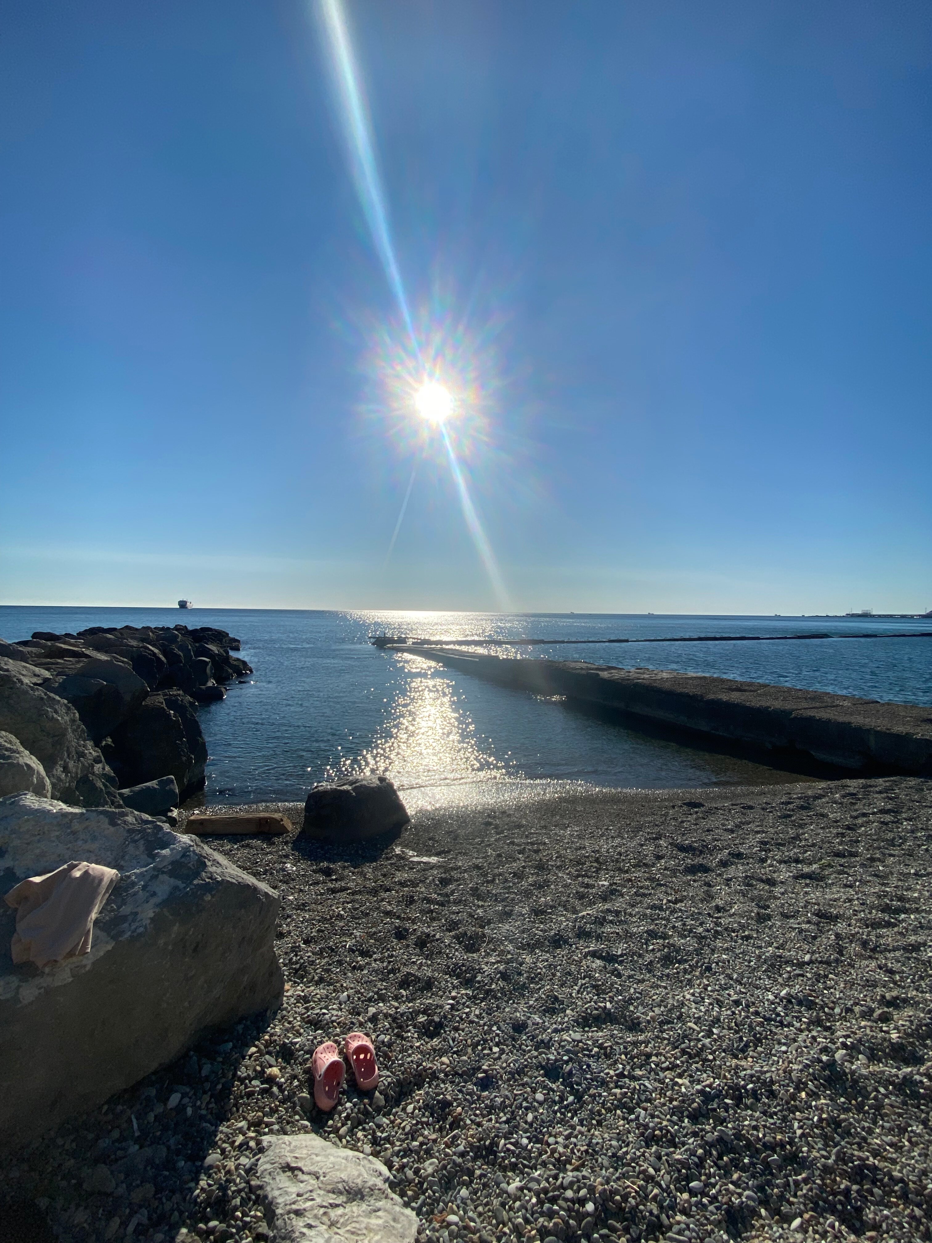 Фото Пальма