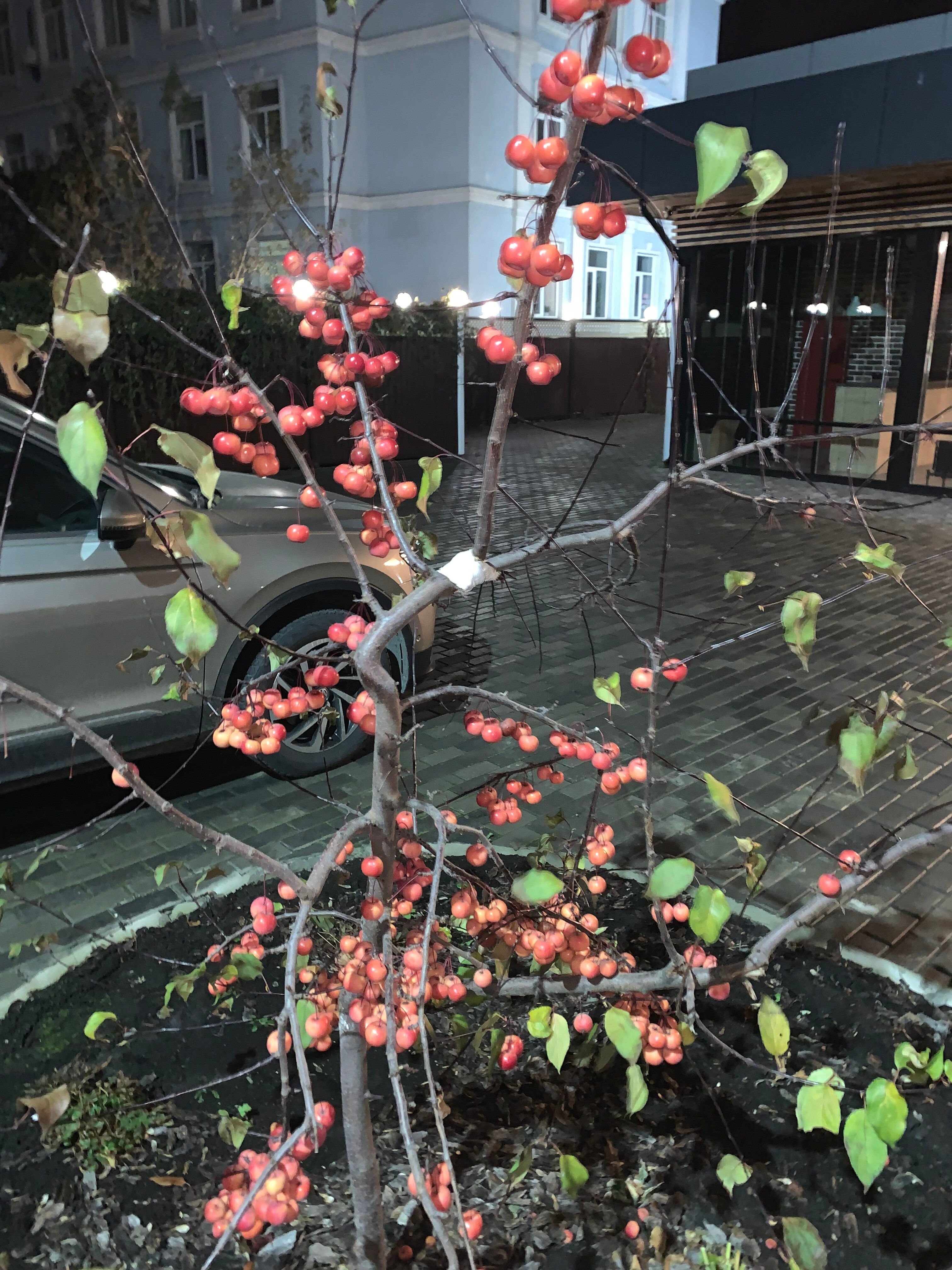 Фото Берисон Московская 66а