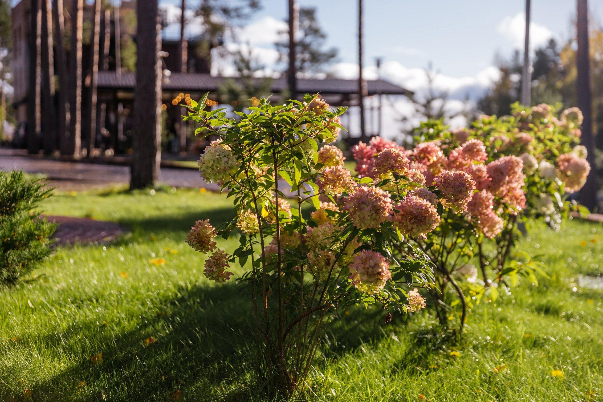Фото Северный сад