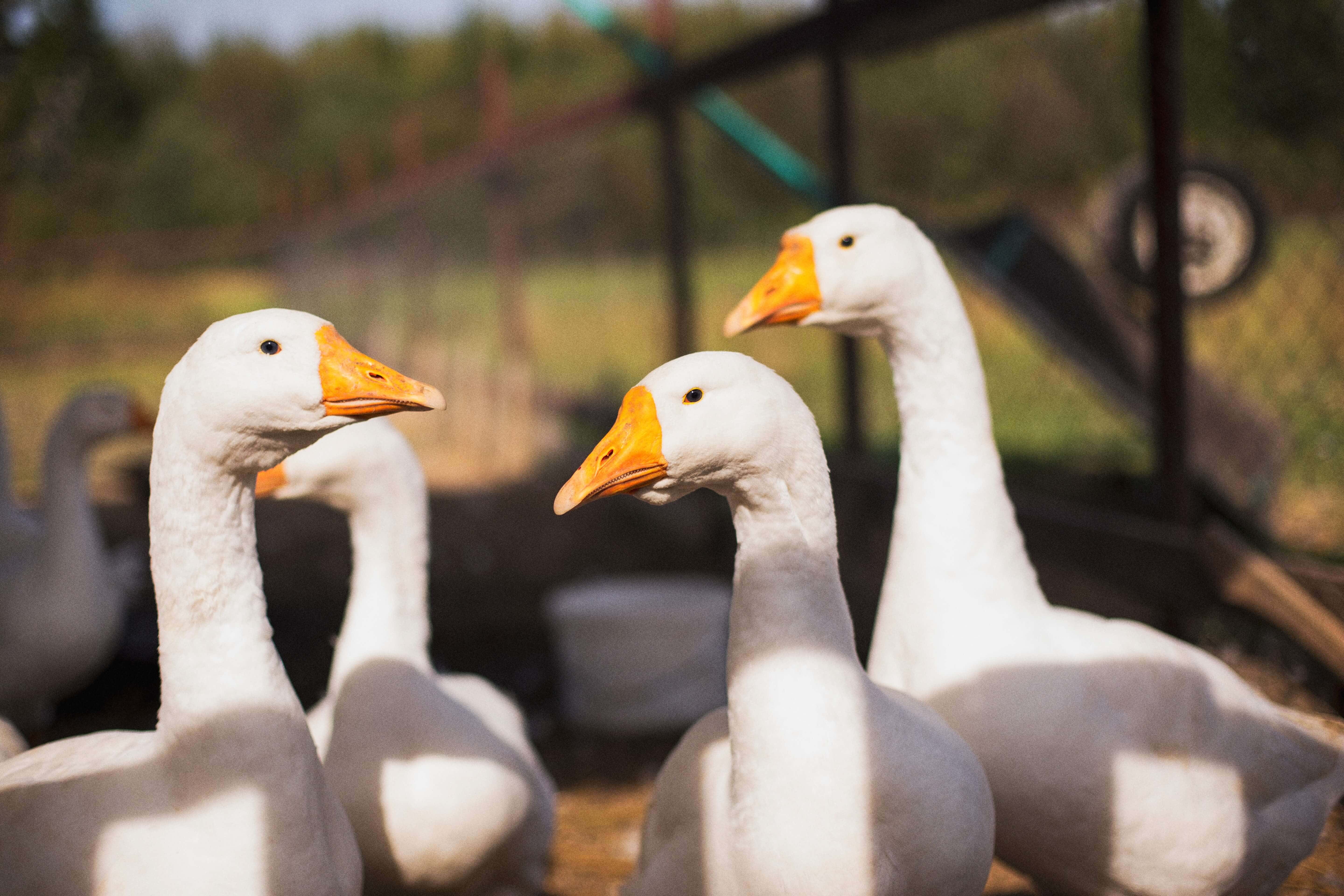 Фото Усадьба Четыре Сезона