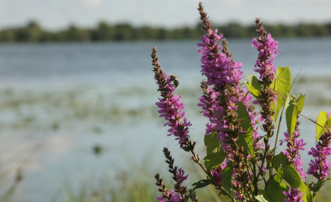 Фото Барминский остров