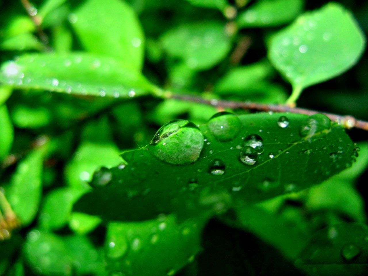 Фото Раухова мельница