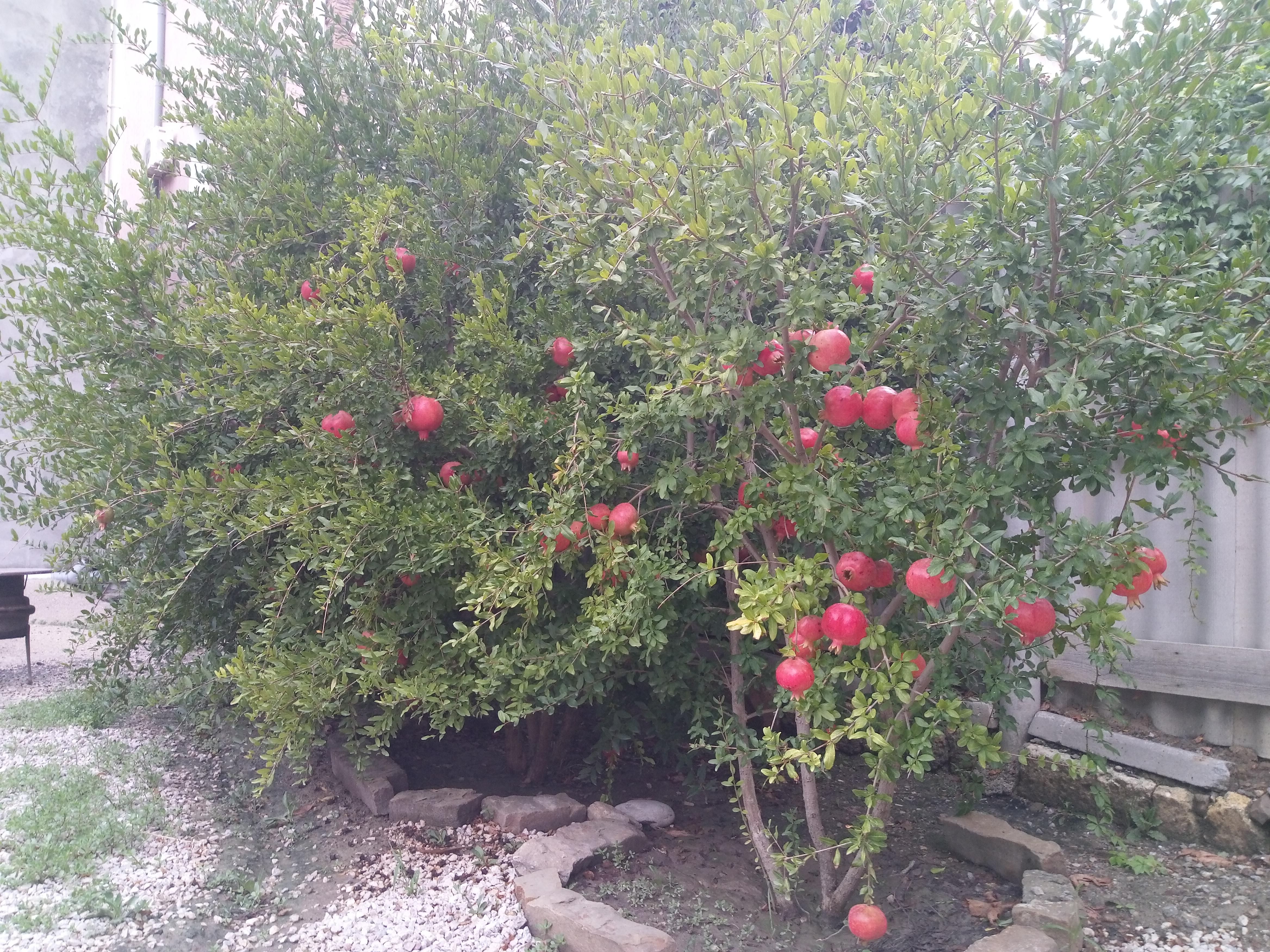 Фото Гостевой дом Оазис Судак