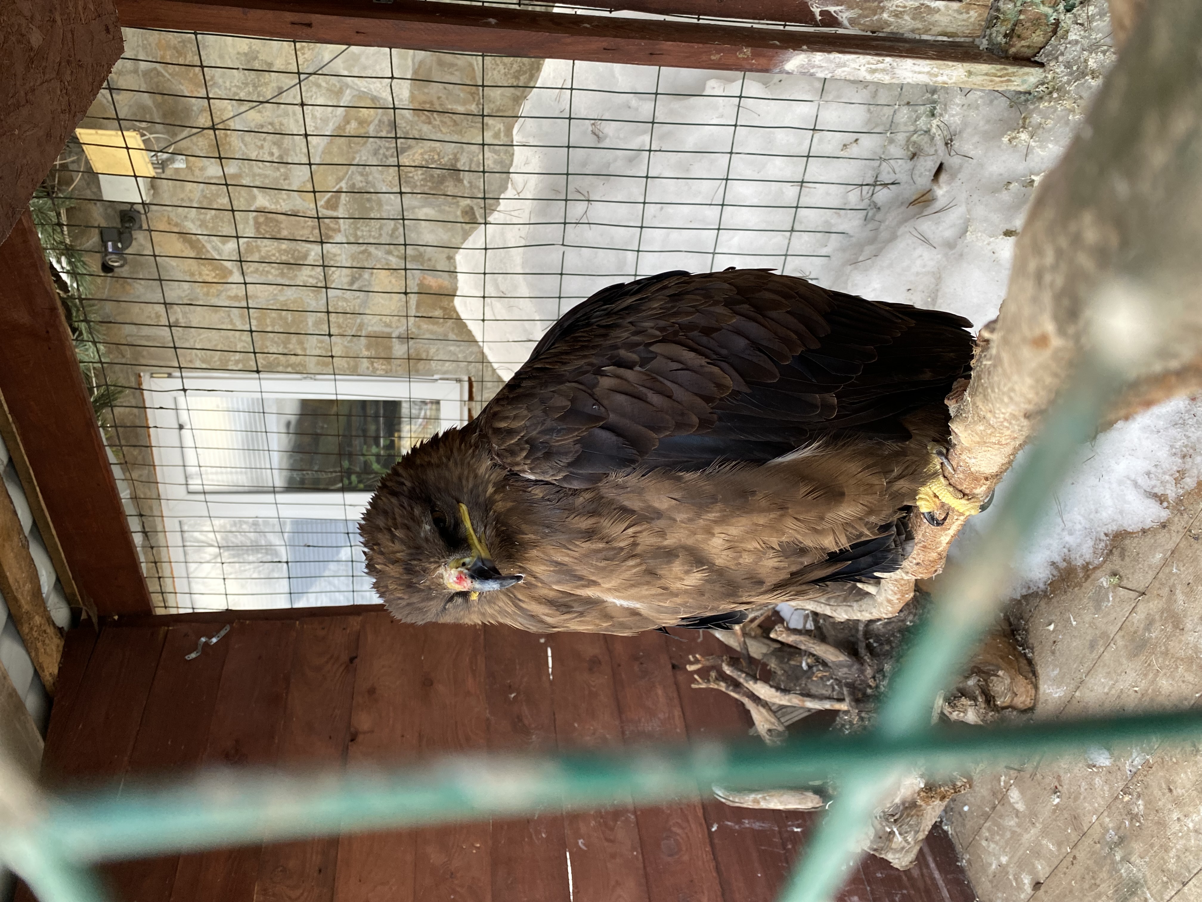 Фото Соколиное Гнездо