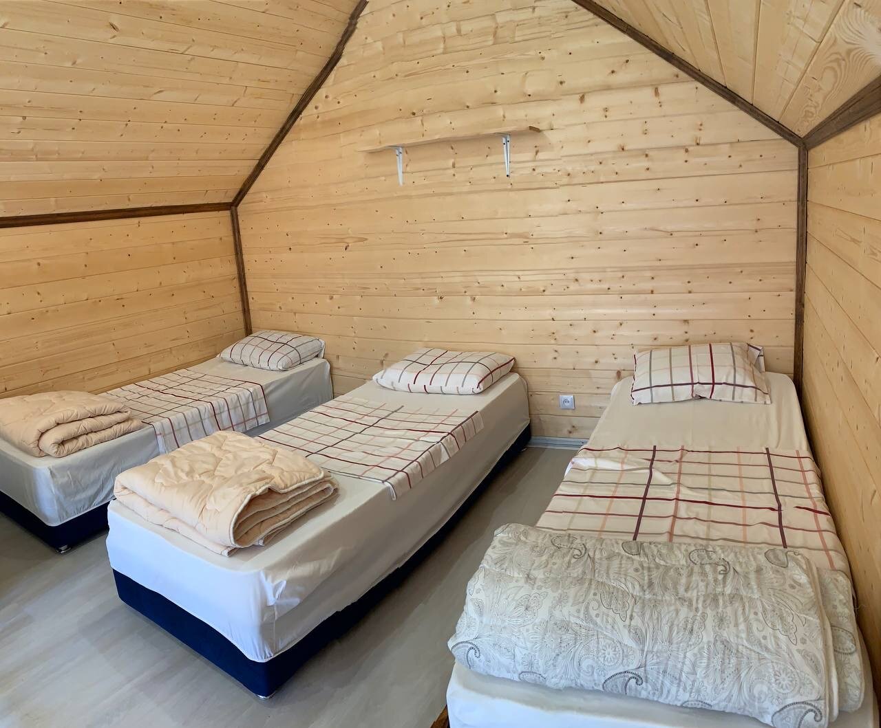 Фото 3 сосны