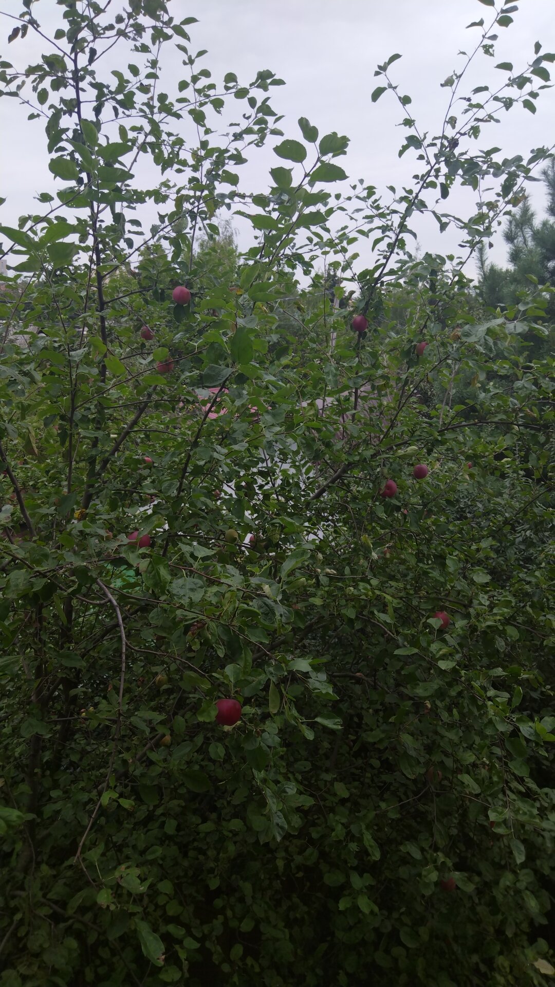 Фото Вырубово