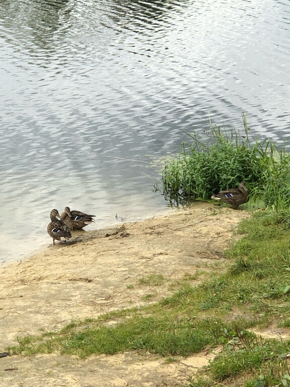 Фото Санаторий имени М.И. Калинина