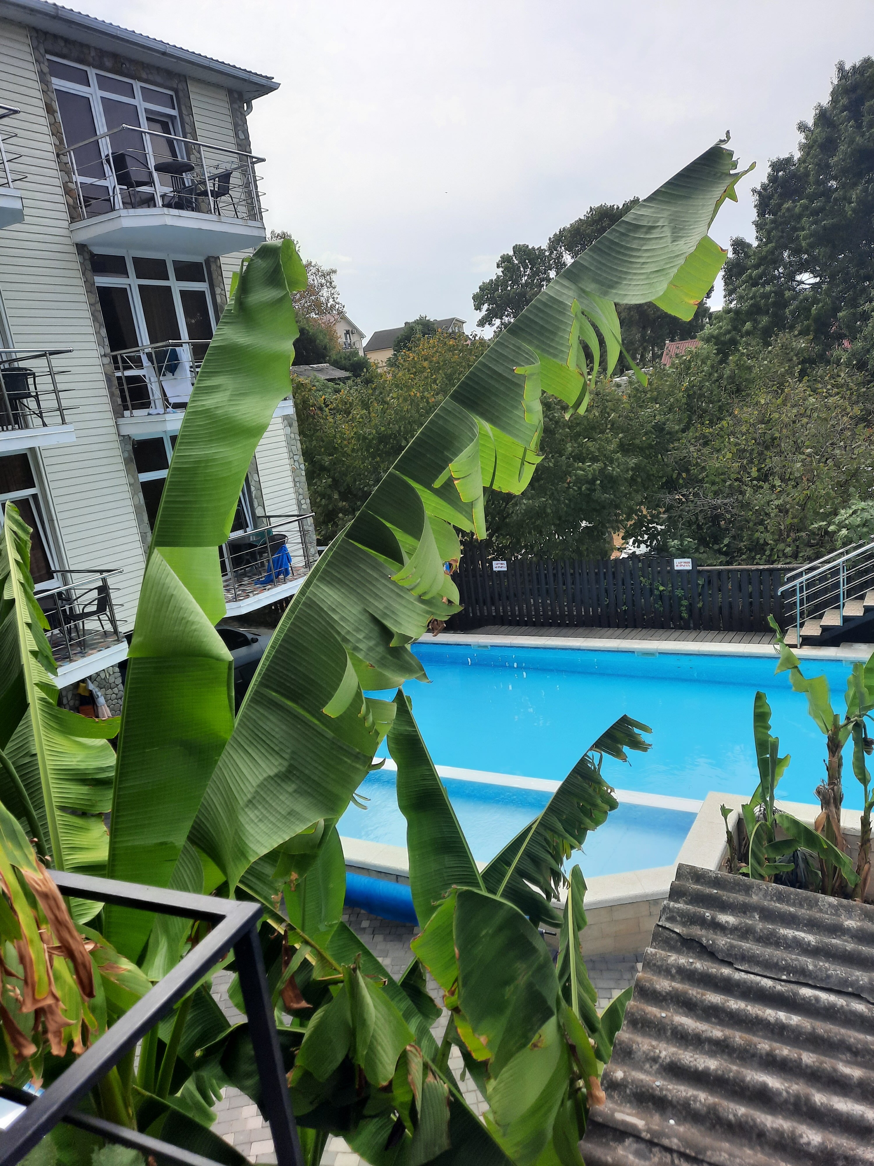 Фото Березы