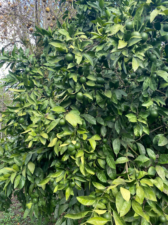 Фото Мандариновый берег