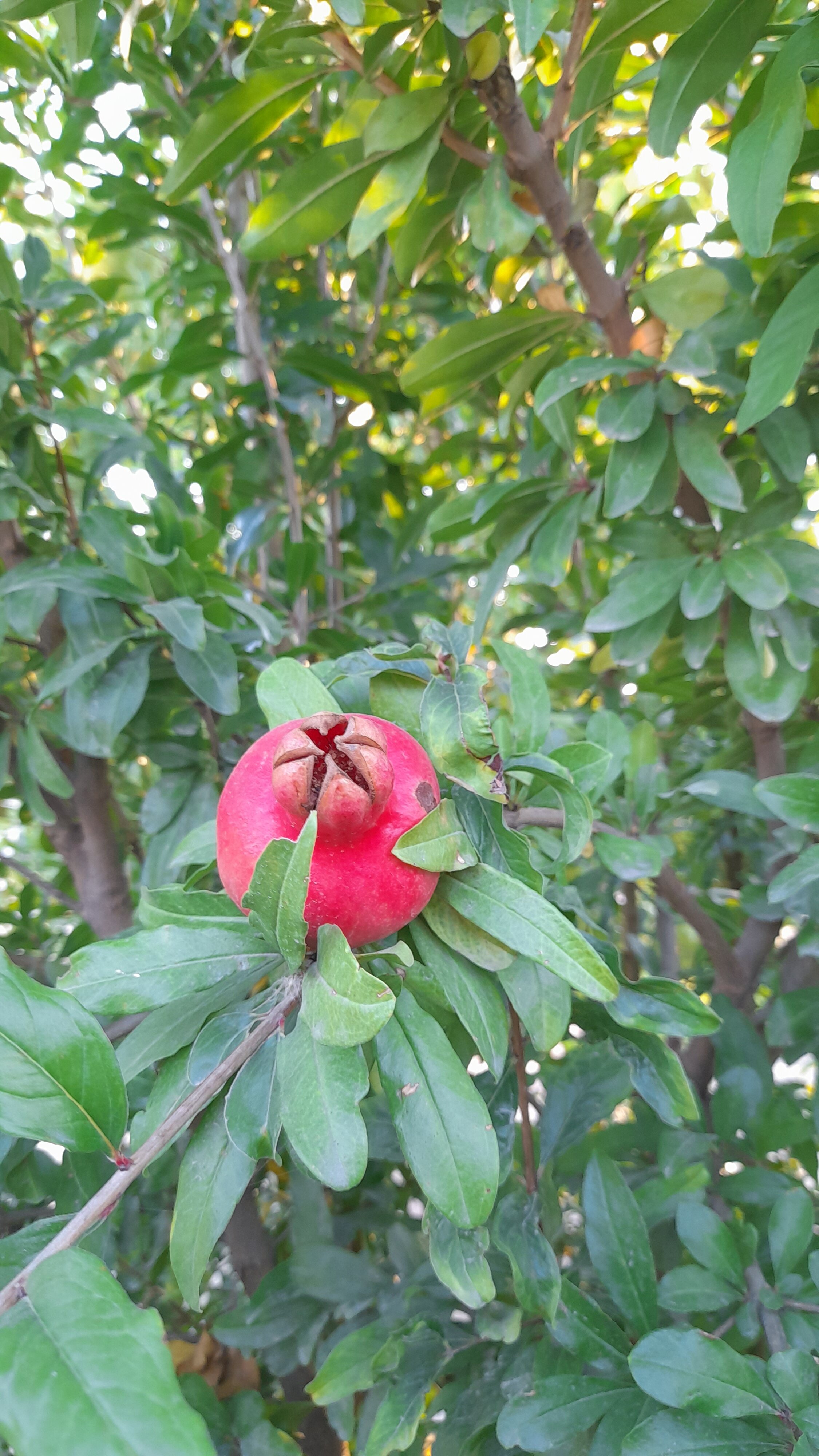 Фото Бастион