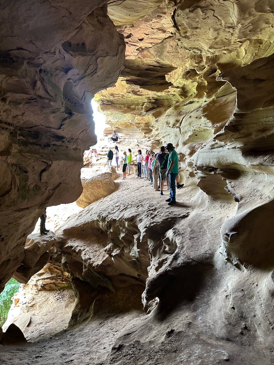 Фото Шафран