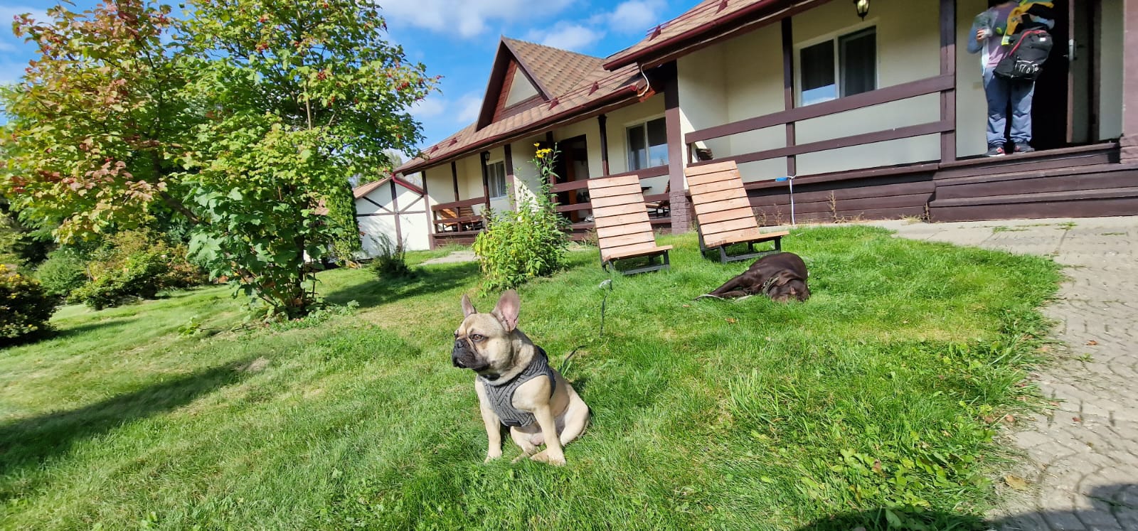 Фото Иволга