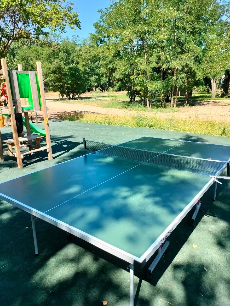 Фото Тополя