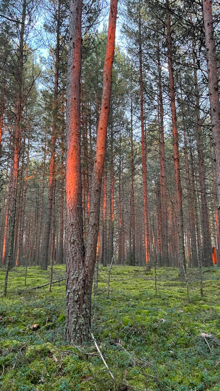 Фото Seliger Soul