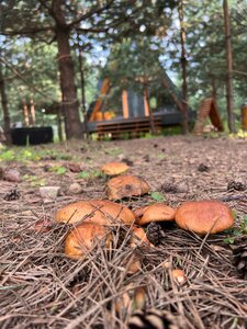 Кусочек рая в соснах