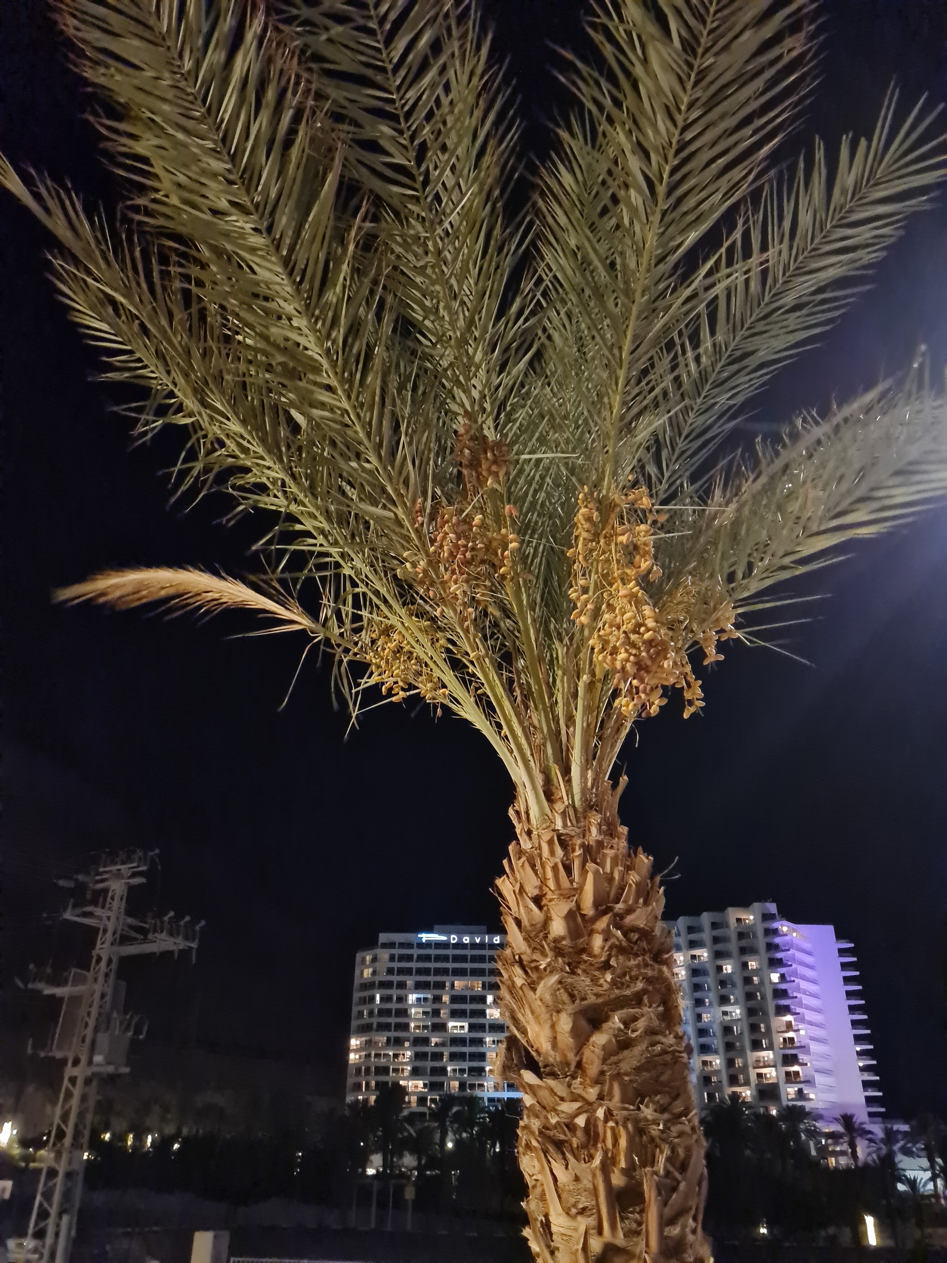 Фото Vert Dead Sea