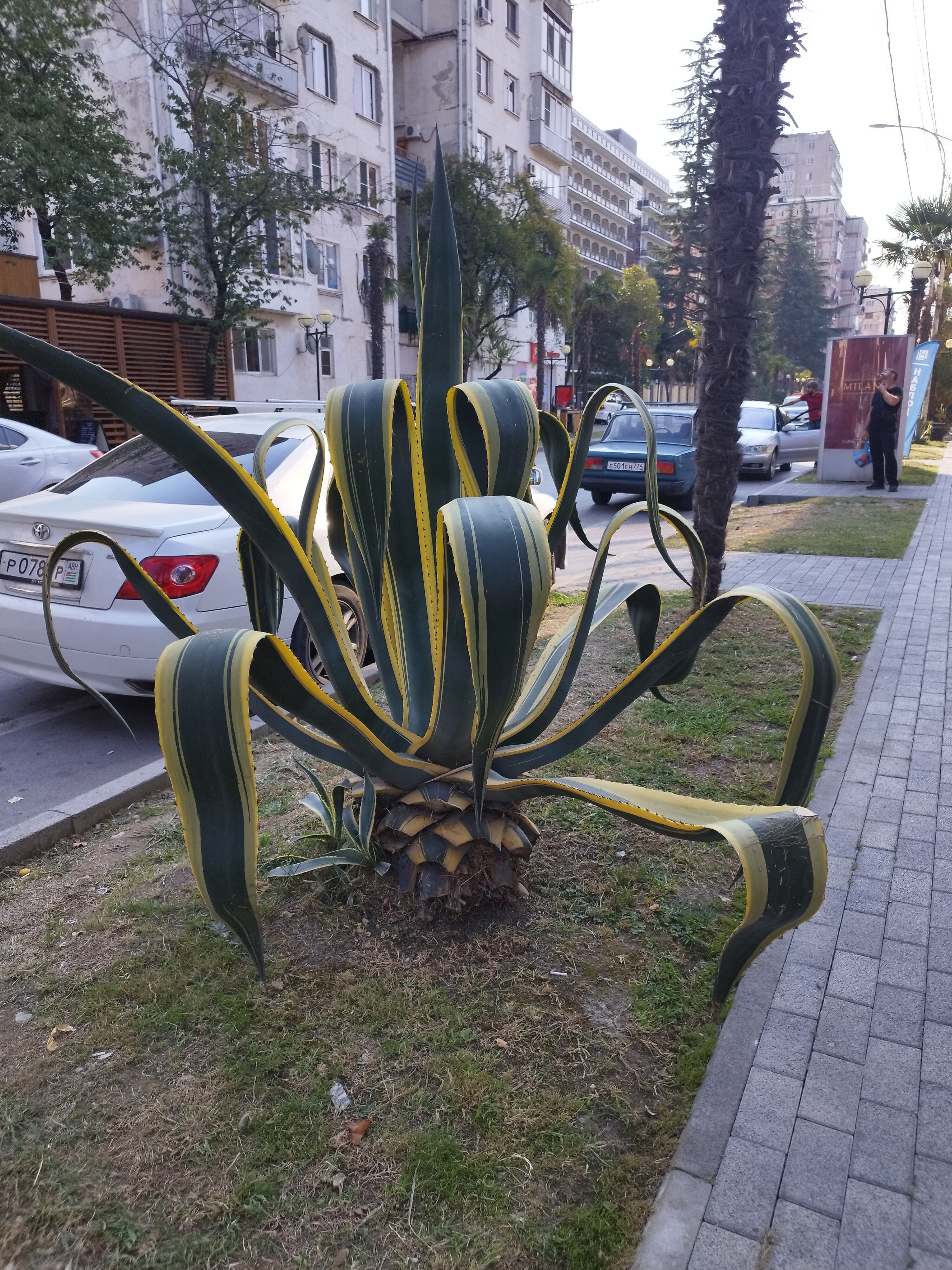 Фото Орхидея