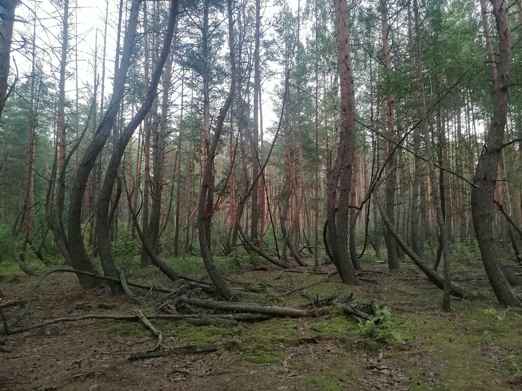 Пьяный лес в шиловском районе фото