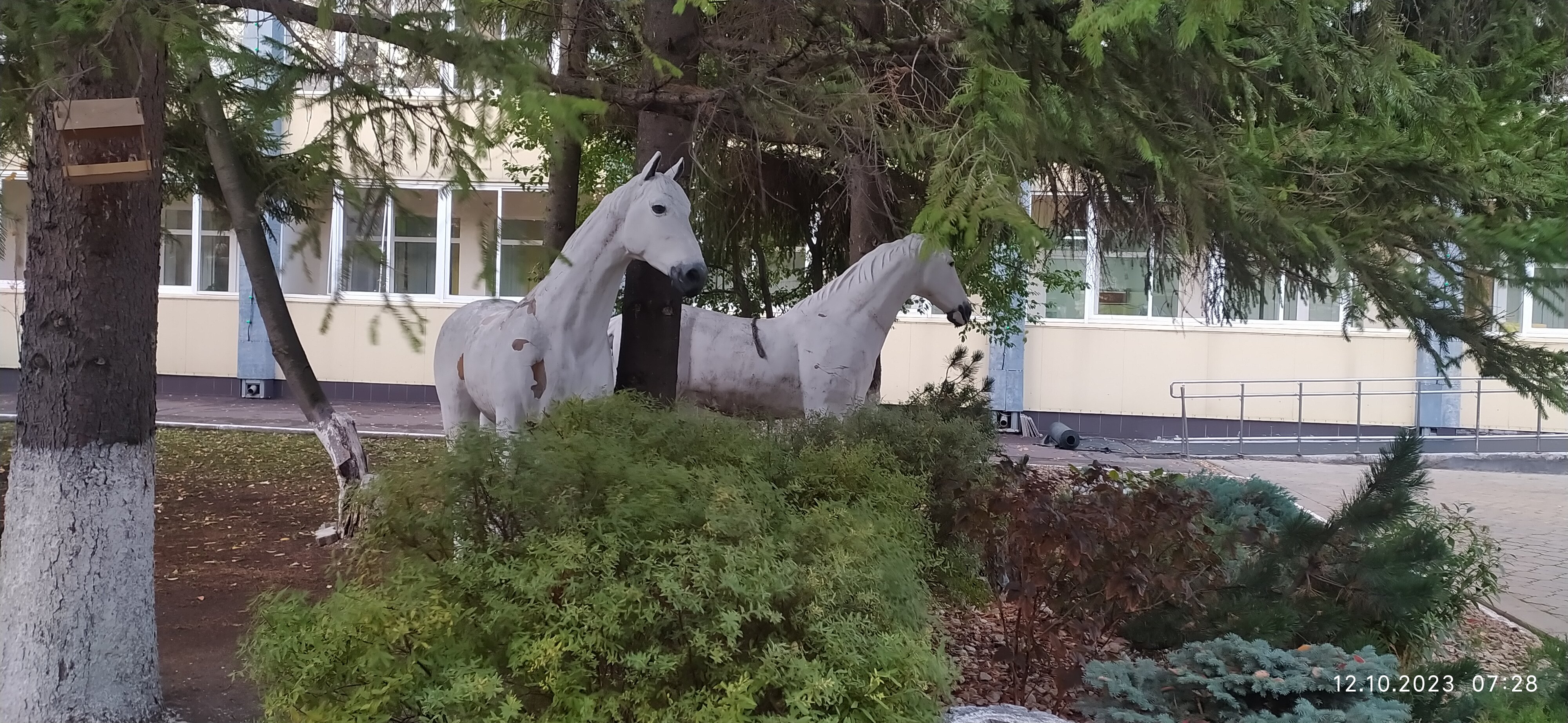 Фото Шифалы