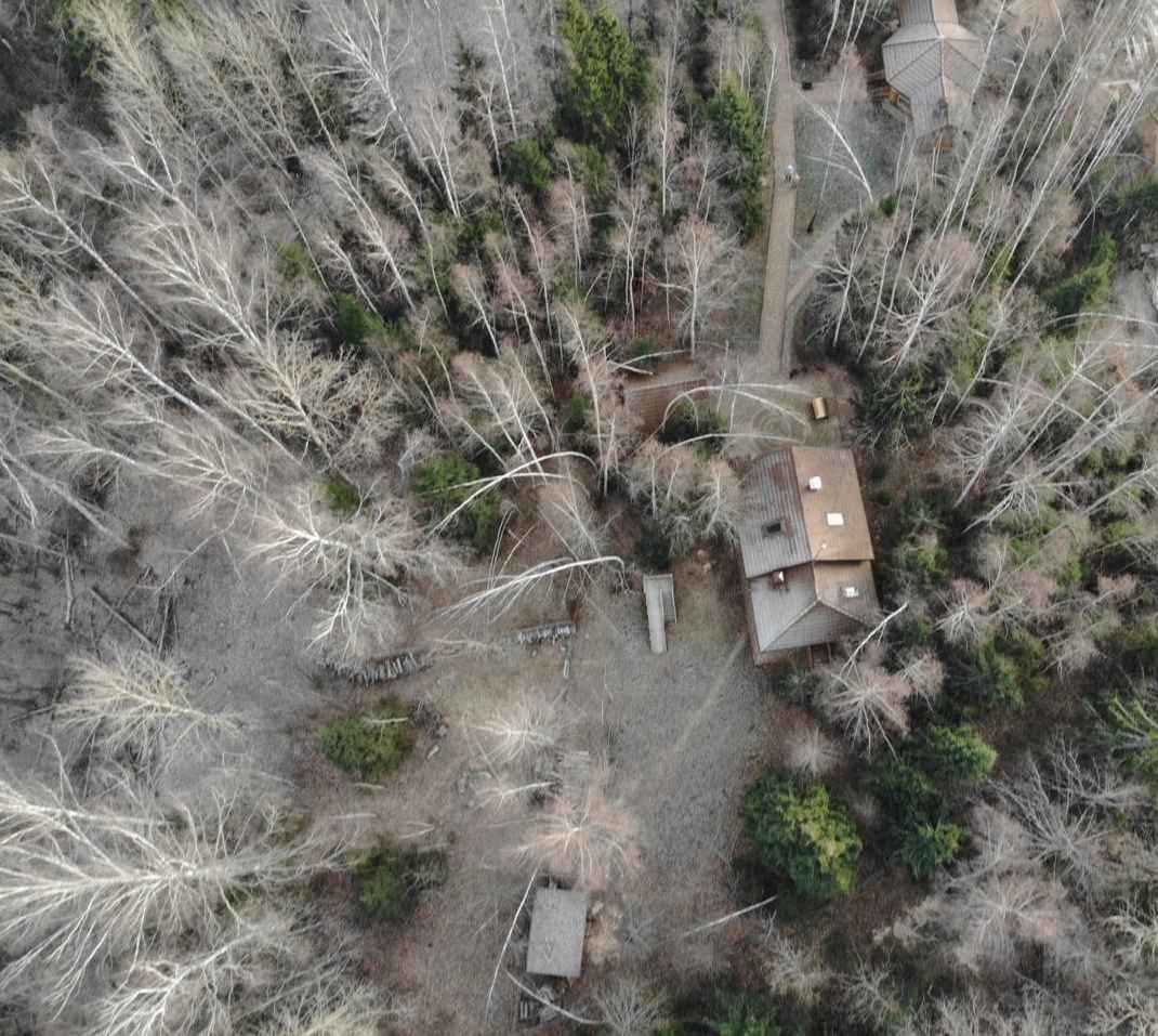 Фото Дикий Лис