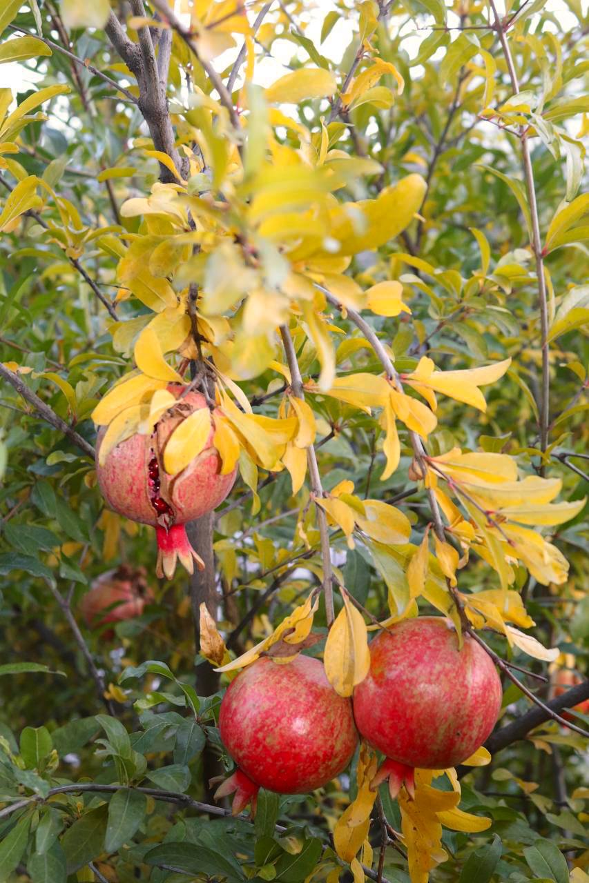 Фото Grand Hotel Kapan