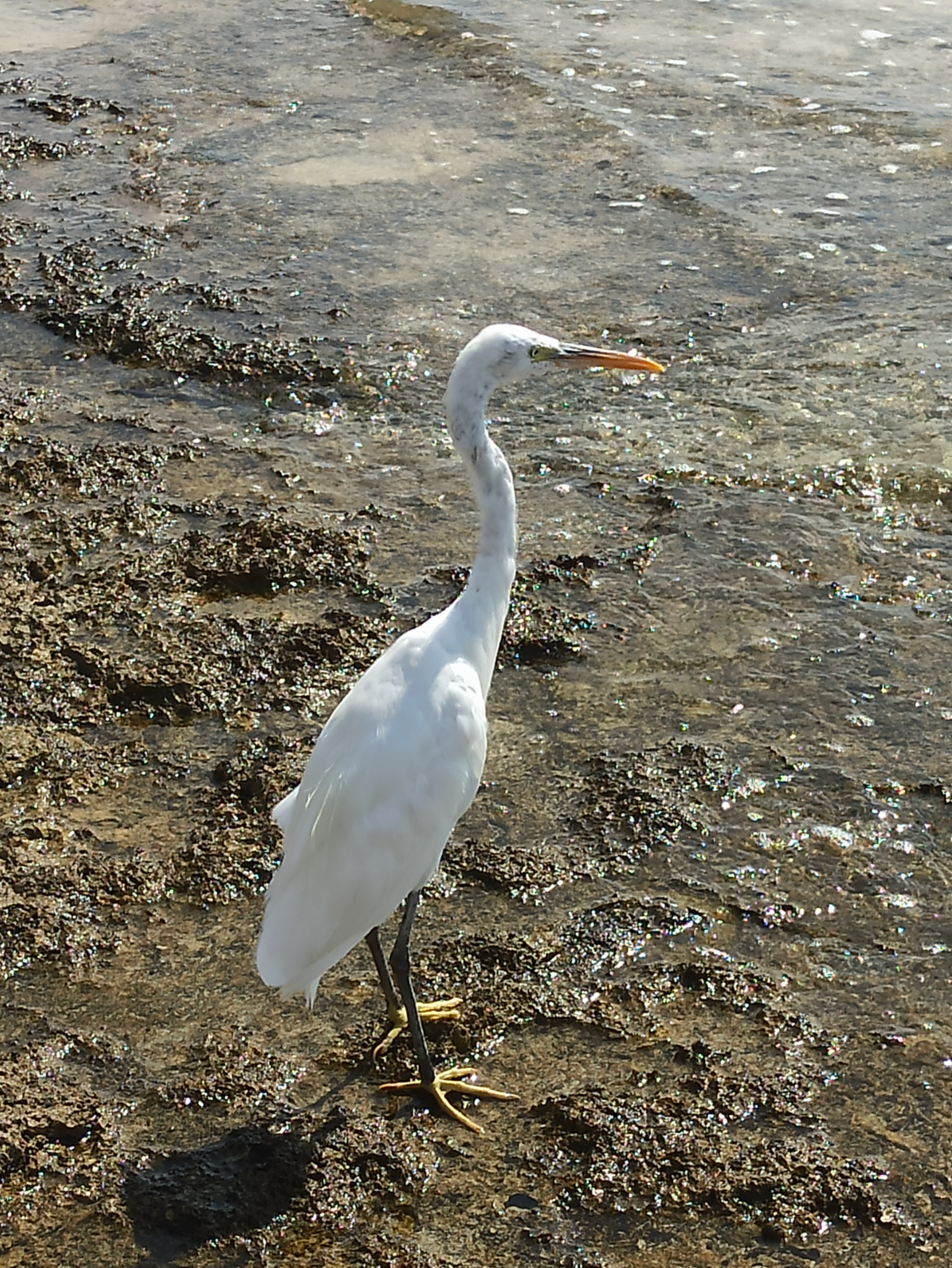 Фото Sunrise Remal Beach Resort