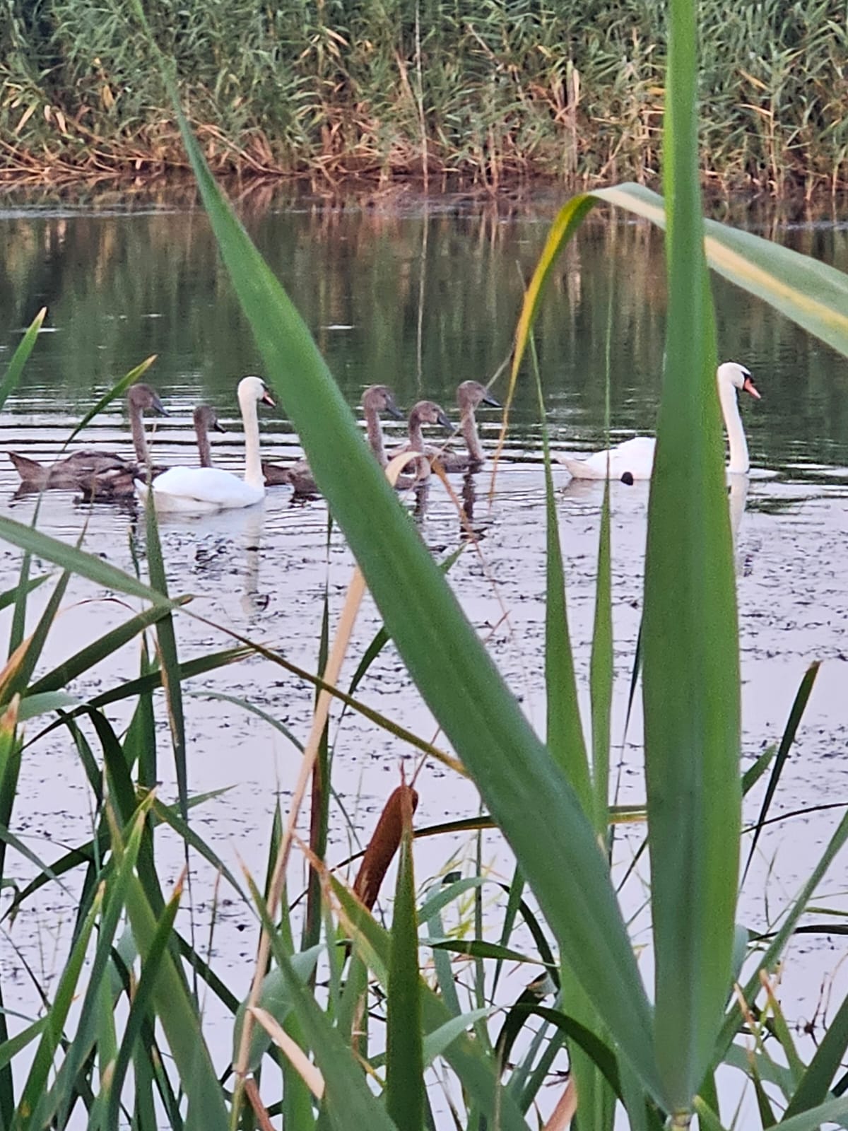 Фото Кубанский хуторок