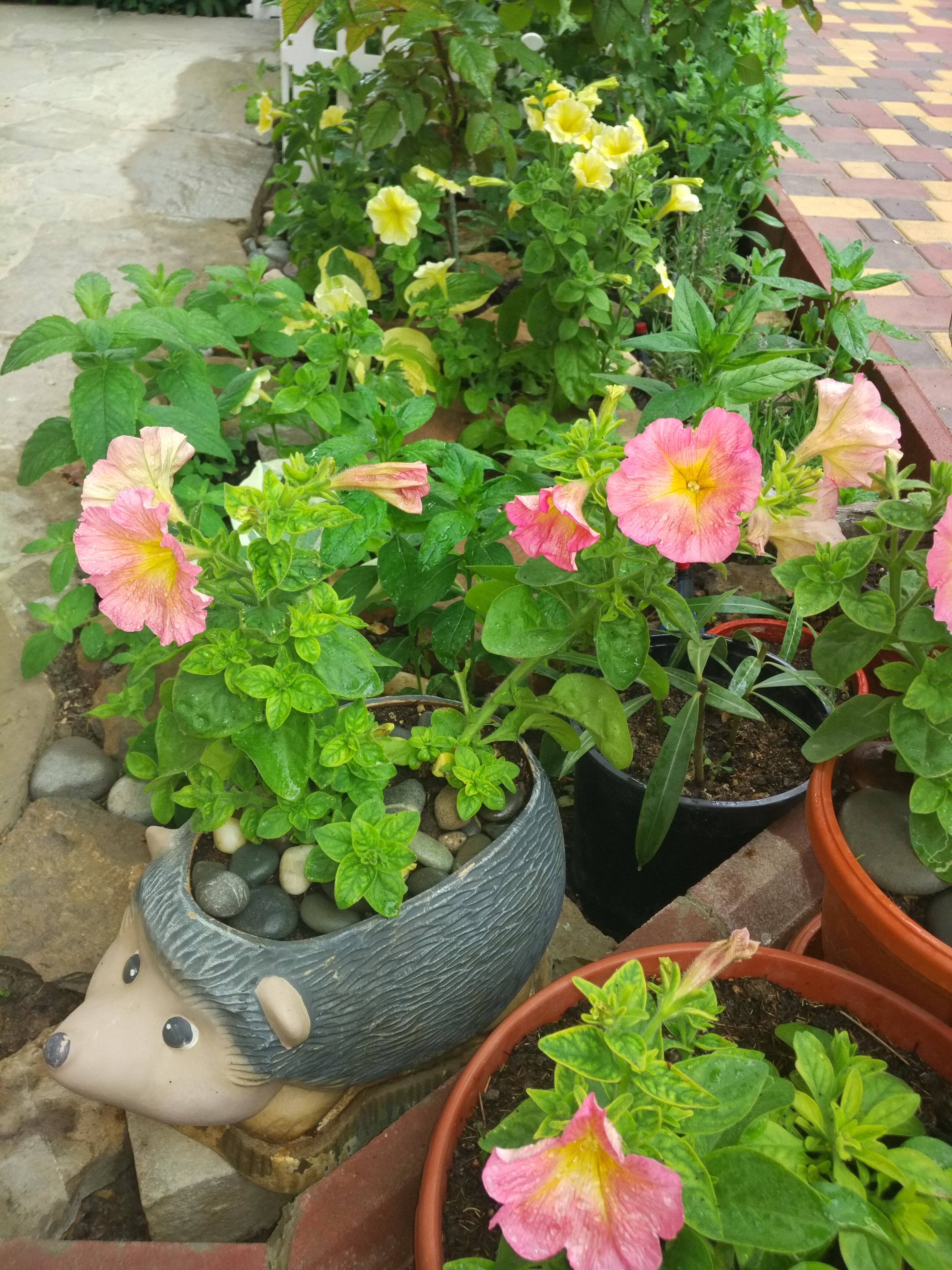 Фото Ассоль Судак