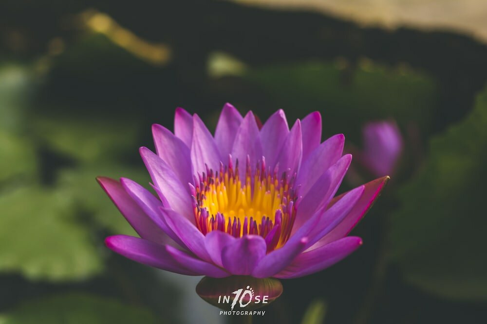 Фото Golden Resort and Farm