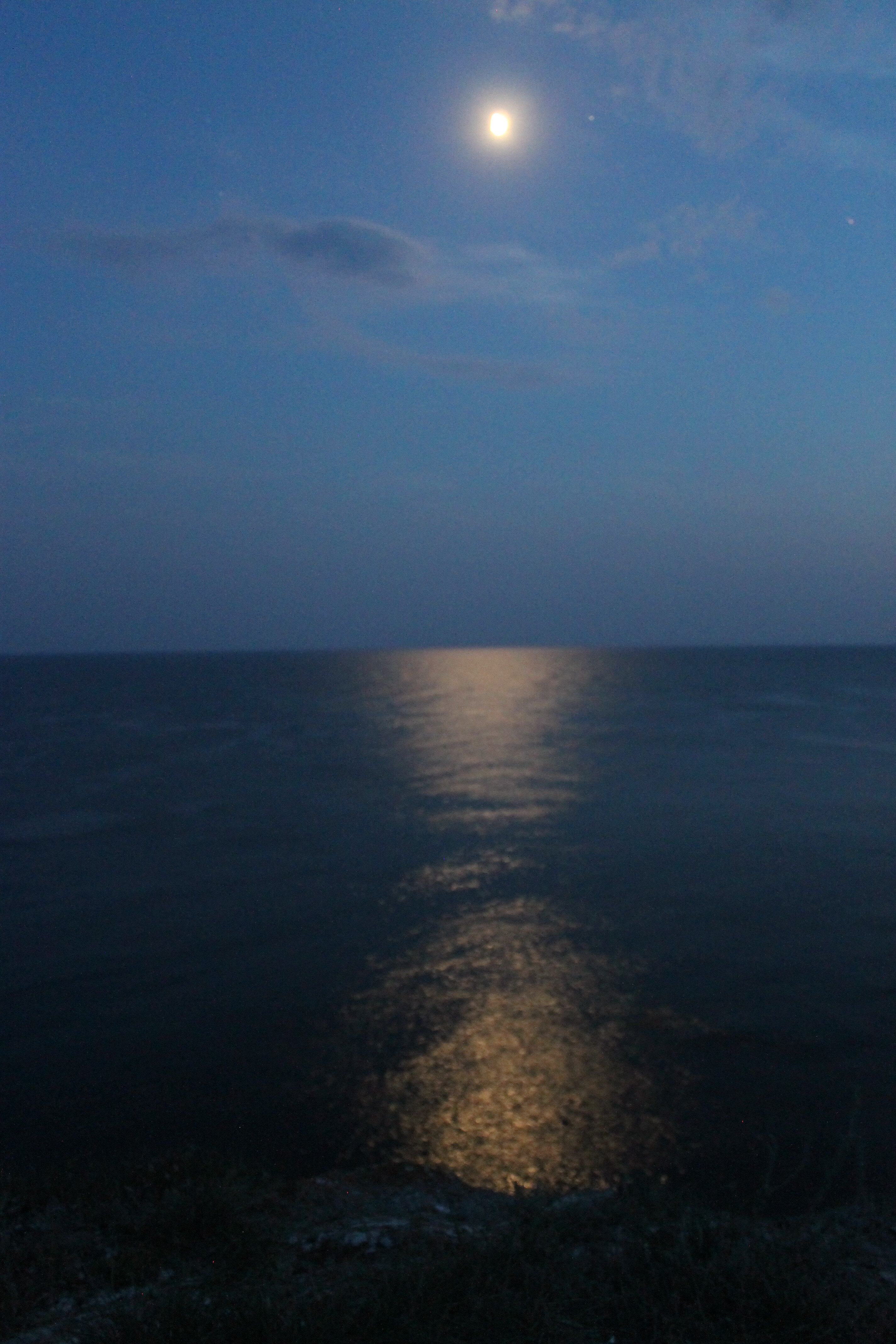 Фото Афалина