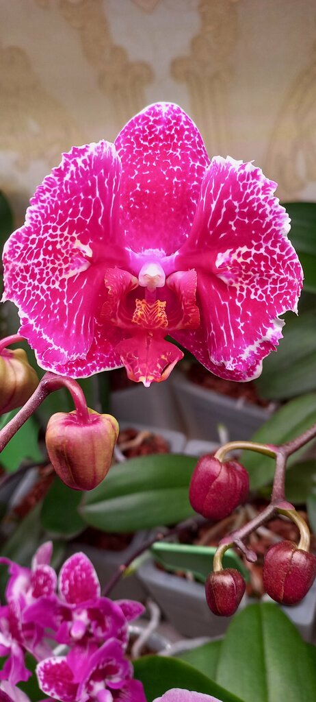 Луиза Эреджепова