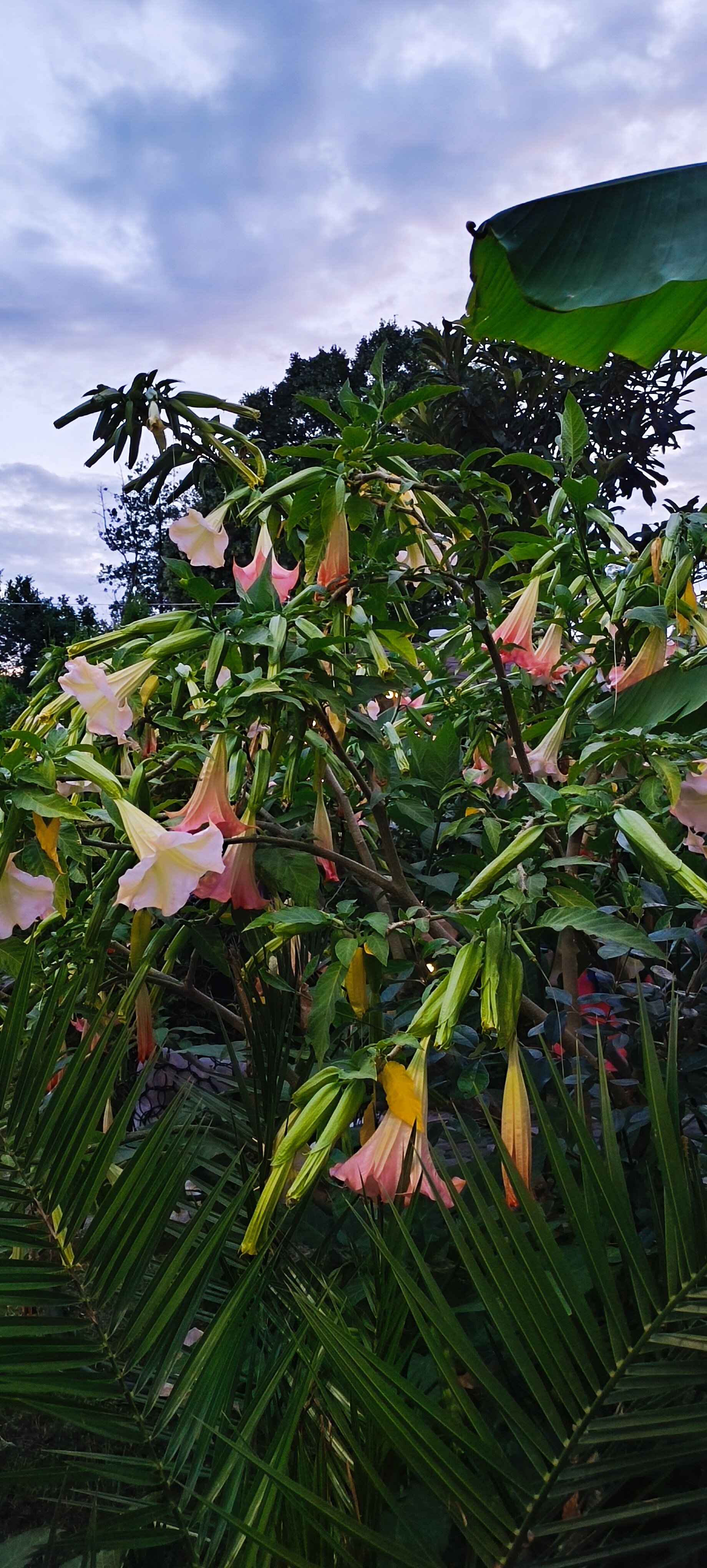 Фото Комплекс Коттеджи в Гагре