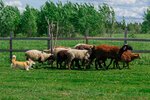 Пастуший спорт (Leningrad Region, Lomonosovskiy District, Lopukhinskoye selskoye poseleniye, derevnya Zaostrovye, Molodyozhnaya ulitsa), animal nursery