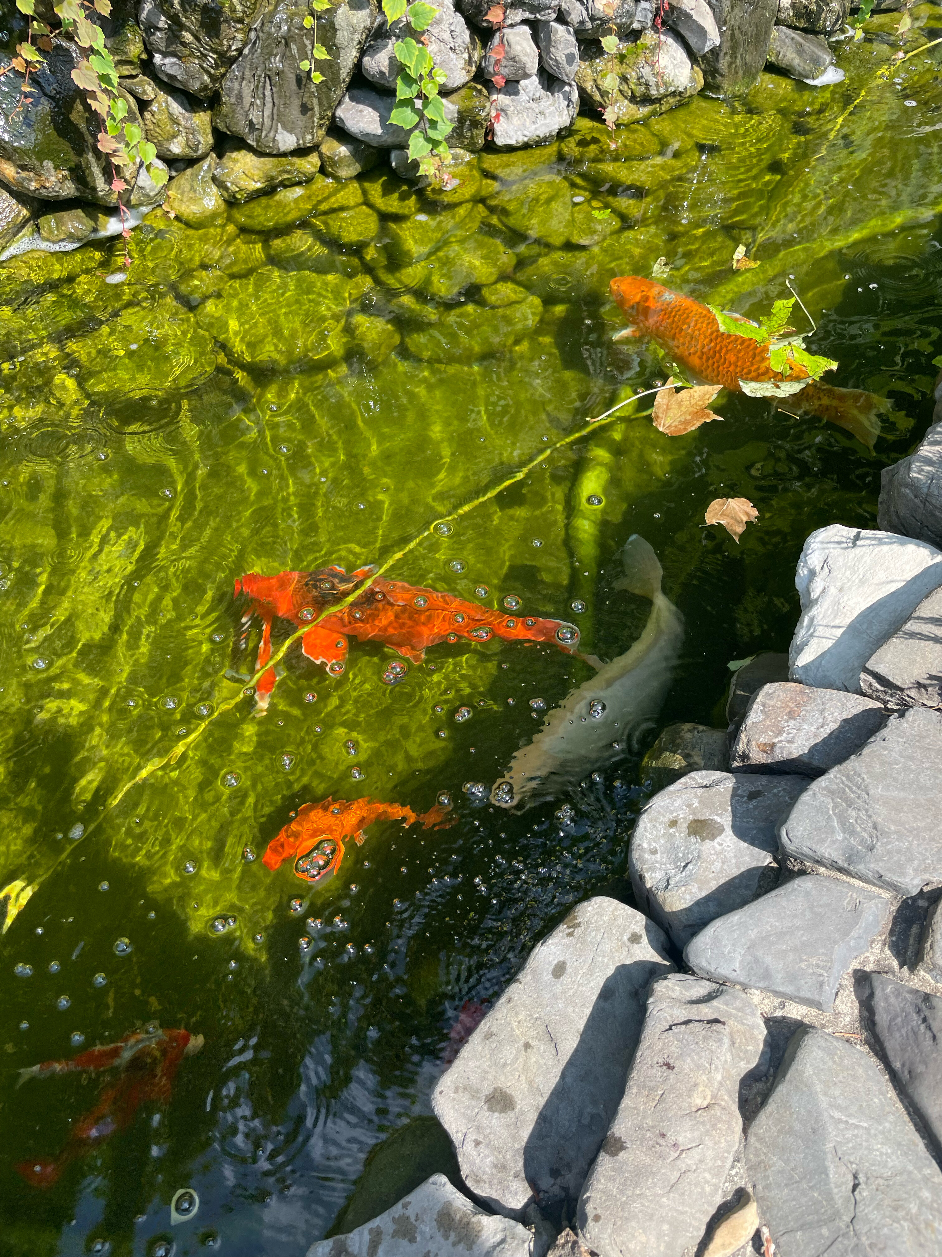 Фото Тортуга